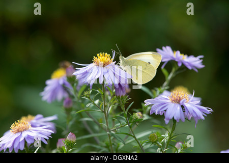Petit papillon blanc (Pieris rapae) - UK Banque D'Images
