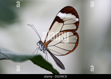 Aile de papillon en verre (Greta oto), Centrale et du Sud les espèces de papillon Banque D'Images