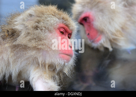 Le macaque à Jigokudani Monkey Park, à Nagano, au Japon. Banque D'Images