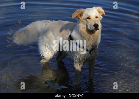 Chien bâtard, Retriever Collie mix, mâle, 14 mois, debout dans l'eau, Bade-Wurtemberg Banque D'Images