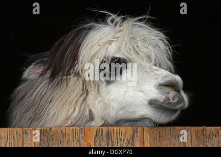 Alpaca (Vicugna pacos), Wildlife Park près de Pforzheim, Bade-Wurtemberg Banque D'Images