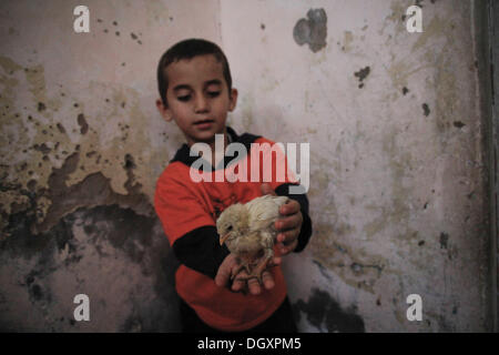 27 octobre, 2013 - 8-years-old Salem, un réfugié palestinien joue avec un poussin qui le considérant comme son jouet favori .Saleh sa famille, composée de 4 enfants et jeune garçon et de la jeune fille, de la vie à une vieille maison à Al-Shati camp de réfugiés de la région de l'ouest de Gaza.Photo : Ahmed Deeb/NurPhoto (crédit Image : © Ahmed Deeb/NurPhoto/ZUMAPRESS.com) Banque D'Images