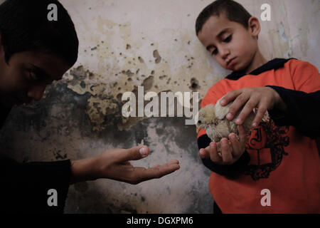 27 octobre, 2013 - 8-years-old Salem et Hassan 12 ans, refuges palestiniens jouer avec un poussin qui le considérant comme leur jouet préféré .Saleh sa famille, composée de 4 enfants et jeune garçon et de la jeune fille, de la vie à une vieille maison à Al-Shati camp de réfugiés de la région de l'ouest de Gaza.Photo : Ahmed Deeb/NurPhoto (crédit Image : © Ahmed Deeb/NurPhoto/ZUMAPRESS.com) Banque D'Images