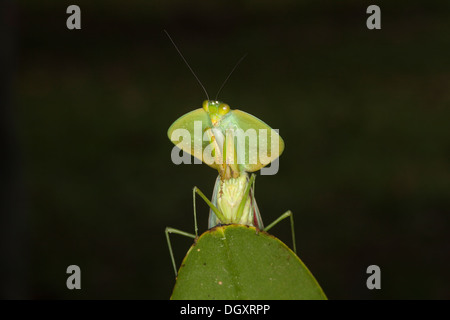 Mantis de prière, mantis péruvienne de bouclier (Choeradrodis rhombicollis), perchée sur la feuille de forêt tropicale dans le nord du Costa Rica Banque D'Images