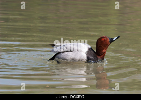 Commun de canard de pochard nage mâle (Aythya ferina) en Camargue humide Banque D'Images