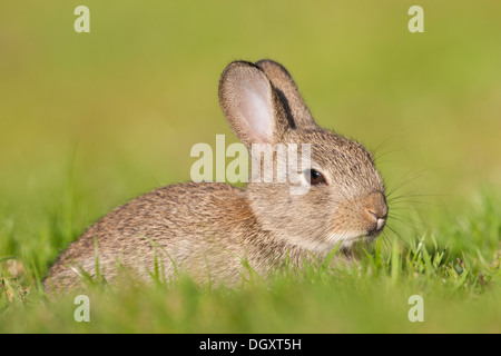 Les jeunes, bébé Lapin (Oryctolagus cuniculus) sam dans les prairies. Yorkshire Dales, North Yorkshire, Angleterre, Royaume-Uni. Banque D'Images