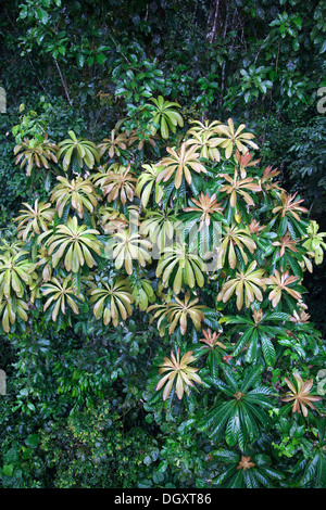 Arbre de Barringtonia dans la forêt tropicale des basses terres non perturbée, Asie du Sud-est Banque D'Images