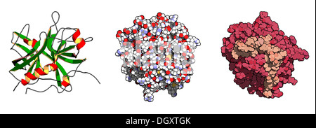 La thrombine enzyme de coagulation du sang : les droits de l'alpha-thrombine molécule est une protéine clé dans la cascade de la coagulation. Banque D'Images