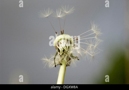 Réveil d'un Pissenlit (Taraxacum officinale) avec seulement quelques graines restantes Banque D'Images