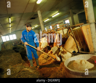 Les vaches d'alimentation agriculteur dans une grange Banque D'Images