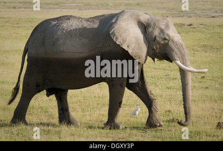 L'éléphant d'Bull walking in plains Banque D'Images