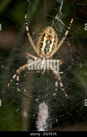 Guêpe femelle-spider Argiope bruennichii, sur web, avec stabilimentum. Banque D'Images