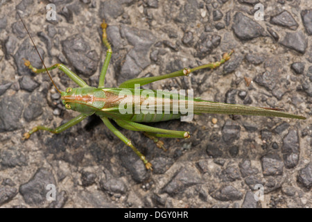 Grand mâle Green Bush-cricket, Tettigonia viridissima, Banque D'Images