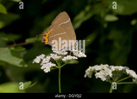 Porte-queue blanc-lettre, Satyrium w-album, se nourrissant d'umbellifer. Banque D'Images