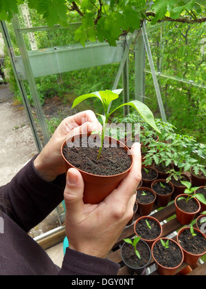 De plus en plus jardinier propres légumes en serre, holding seedling nourrir en pot Banque D'Images