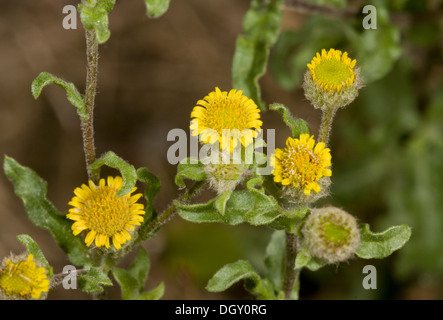 Petit Fleabane, pulicaria vulgaris en fleur ; très rare au Royaume-Uni. New Forest. Banque D'Images