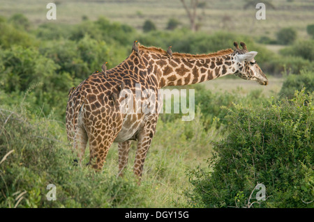 Girafe Masai avec Yellow-billed oxpeckers sur son corps Banque D'Images