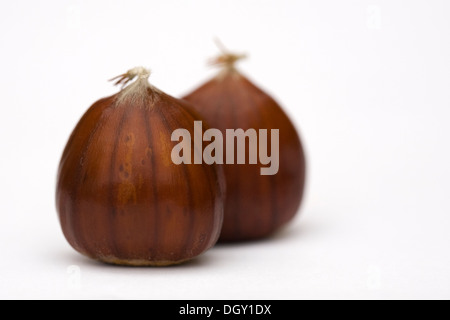 Castanea sativa. Châtaignes isolé sur un fond blanc. Banque D'Images