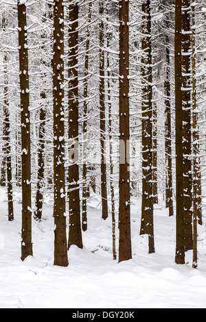 Forêt de conifères en hiver, Sankt Englmar, Bavière, Allemagne Banque D'Images