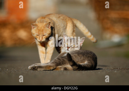 Tabby gris et rouge tabby cats chaque message d'autres sur une route Banque D'Images