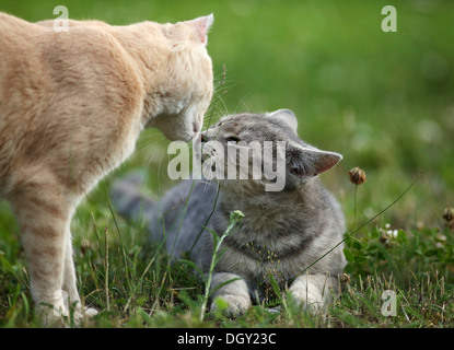 Deux chats village, semi-feral, comportement en saluant les uns les autres, red tabby et un tabby gris argent Banque D'Images