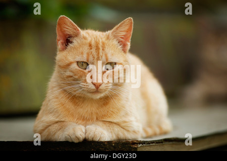 Village semi-feral cat, red tabby, couché endormi sur une route Banque D'Images