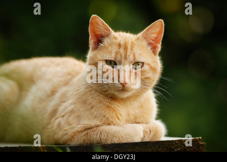 Red tabby cat village allongé sur un banc Banque D'Images