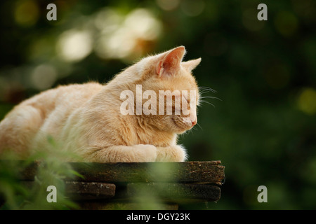 Red tabby cat village endormi allongé sur un banc Banque D'Images