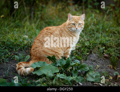 Red tabby cat sitting on a meadow Banque D'Images