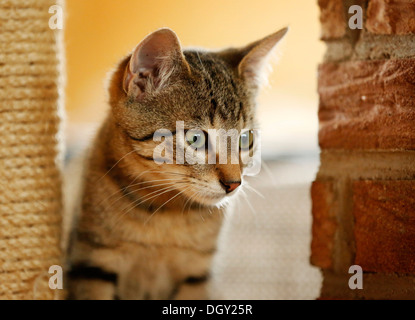 Brown Tabby cat, 4 mois, assis dans un arbre de chat Banque D'Images