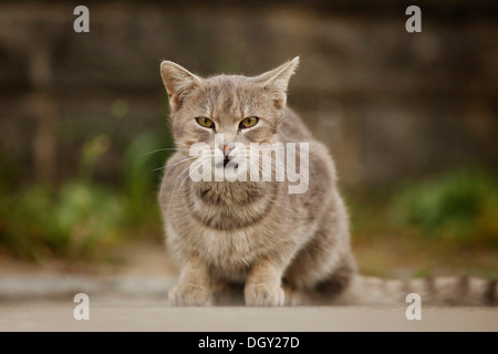 Chat tigré gris accroupi sur un chemin Banque D'Images