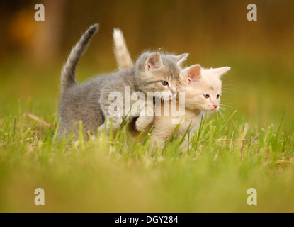 2 jeunes chats domestiques, chatons, 6 semaines, jouant dans un pré Banque D'Images