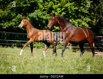 Un portrait avec un poulain, Bade-Wurtemberg, race in a Banque D'Images