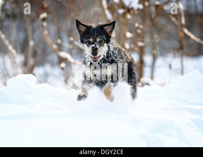 Chien de race mixte, vieux berger allemand Teckel et mélanger, courant à travers la neige, Satteldorf, Schwäbisch Hall Banque D'Images