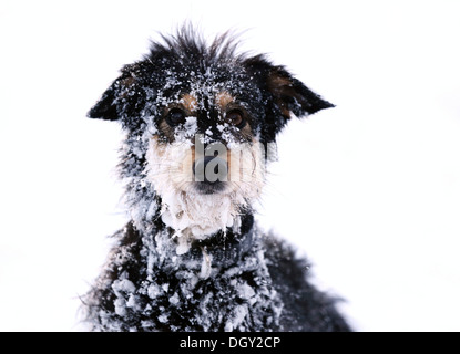 Chien de race mixte dans la neige, vieux berger allemand Teckel et mix, portrait, Satteldorf, Schwäbisch Hall, Bade-Wurtemberg Banque D'Images