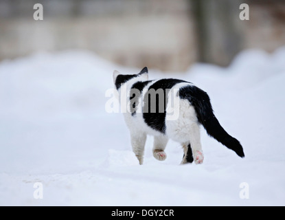 La moitié-wild cat village marcher dans la neige, vue arrière, Satteldorf, Schwäbisch Hall, Bade-Wurtemberg, Allemagne Banque D'Images