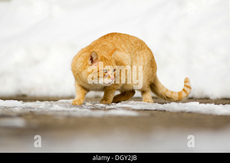 Ginger tabby accroupie sur un tomcat prudemment chemin couvert de neige, Satteldorf, Hohenlohe, Bade-Wurtemberg, Allemagne Banque D'Images