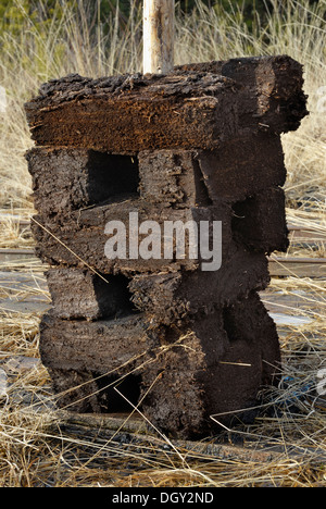 Des piles de mottes de tourbe laissés à sécher, la récolte de la tourbe, Nicklheim, Bavaria Banque D'Images