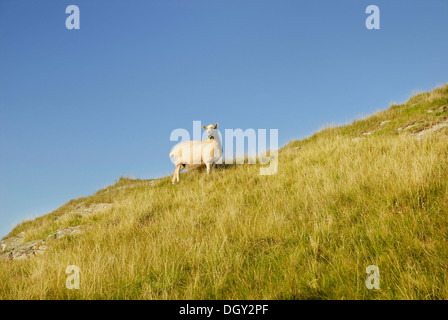 Curieux des moutons paissant sur une pente raide, Torr Head, dans le comté d'Antrim, Irlande du Nord, Royaume-Uni, Europe Banque D'Images