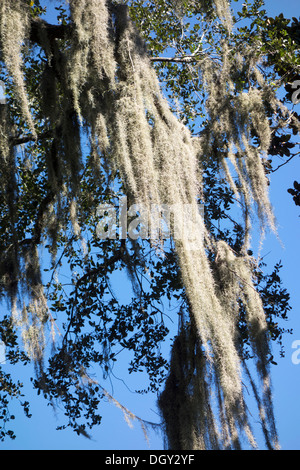 Tillandsia usneoides moss (Espagnol) sur un chêne de Sud dans le centre de la Floride, USA Banque D'Images