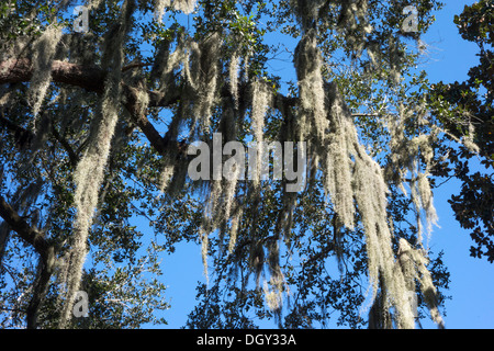 Tillandsia usneoides moss (Espagnol) sur un chêne de Sud dans le centre de la Floride, USA Banque D'Images