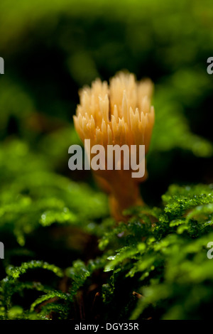 Ramaria détail de champignon macro dans forêt automne nature gros plan de saison Banque D'Images