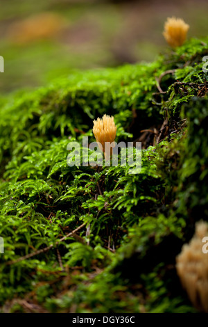 Ramaria détail de champignon macro dans forêt automne nature gros plan de saison Banque D'Images