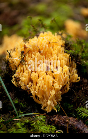 Ramaria détail de champignon macro dans forêt automne nature gros plan de saison Banque D'Images