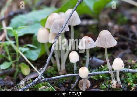 Les champignons (Coprinus sp.) sur une souche d'une mousse verte Banque D'Images