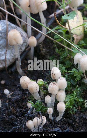 Les champignons (Coprinus sp.) sur une souche d'une mousse verte Banque D'Images