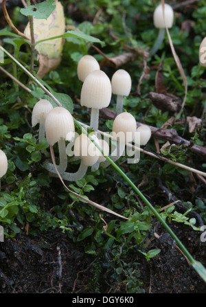 Les champignons (Coprinus sp.) sur une souche d'une mousse verte Banque D'Images