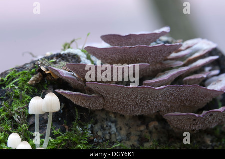 Les champignons (Coprinus sp.) sur une souche d'une mousse verte Banque D'Images