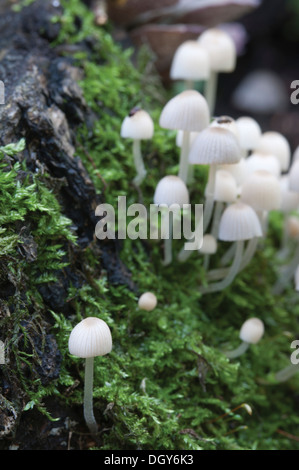 Les champignons (Coprinus sp.) sur une souche d'une mousse verte Banque D'Images