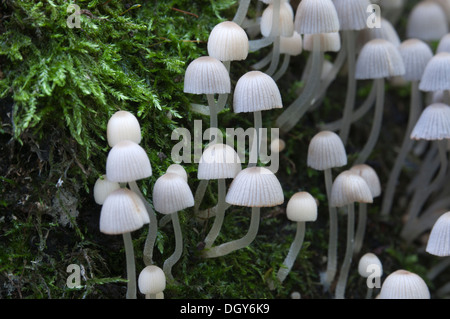 Les champignons (Coprinus sp.) sur une souche d'une mousse verte Banque D'Images